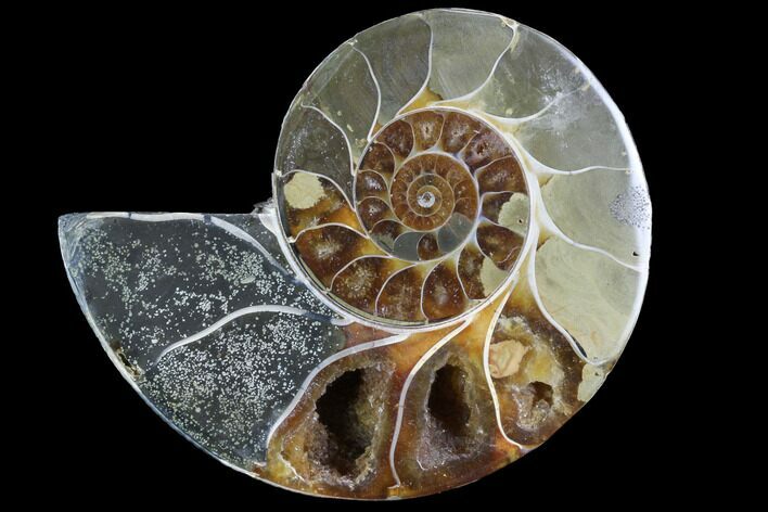 Bargain, Thick Ammonite (Anapuzosia) Fossil Half #88027